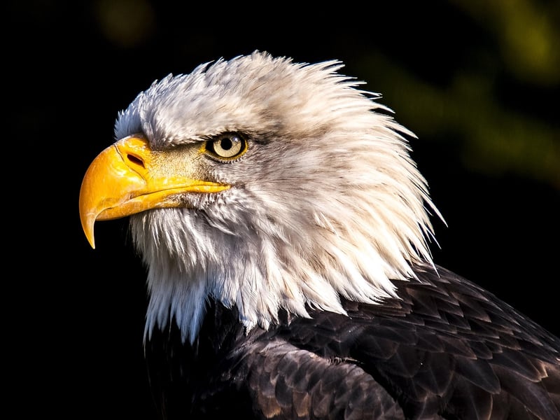 Griffin