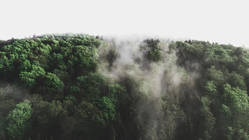 Fantastical Forest